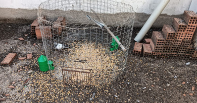 Medio ambiente | Plaga de palomas en Villa del Río