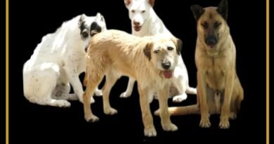 SERVICIO PROVINCIAL DE RECOGIDA DE PERROS ABANDONADOS